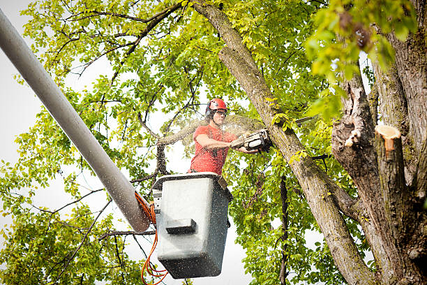 Residential Tree Removal in Hurt, VA